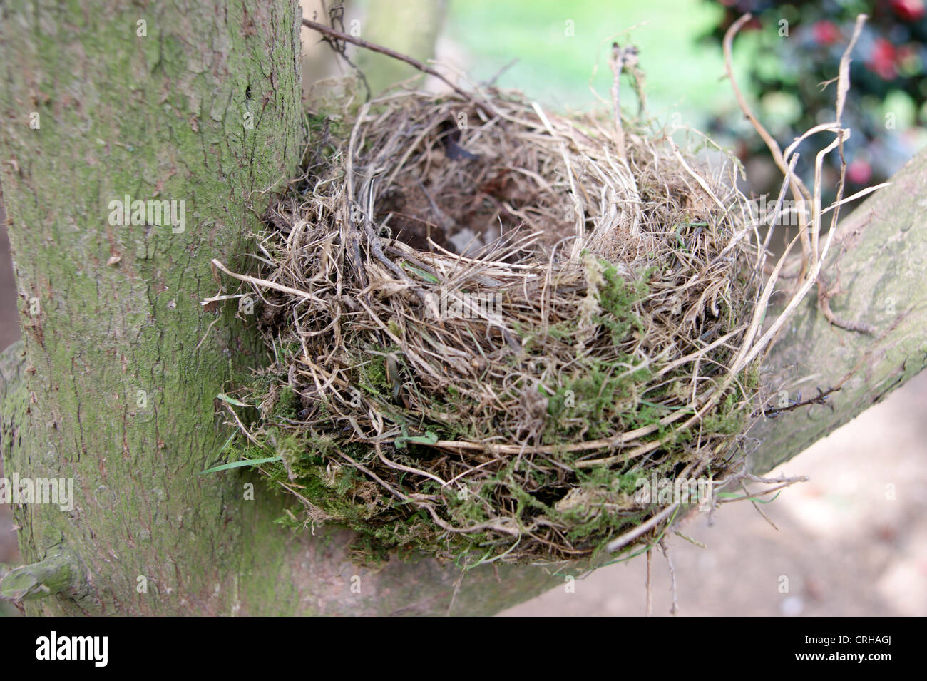 Vacíos abandonados nidos de pájaros en un árbol (podría simbolizar la pérdida de pensión / ahorro / inversión) Foto de stock