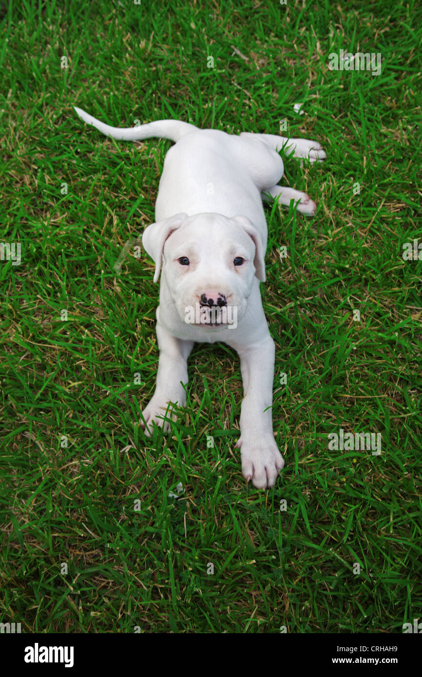 Dogo argentino fotografías e imágenes de alta resolución - Alamy