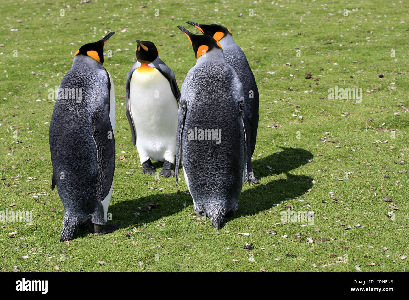 Pingüino Rey en punto voluntario, East Falkland Island Foto de stock