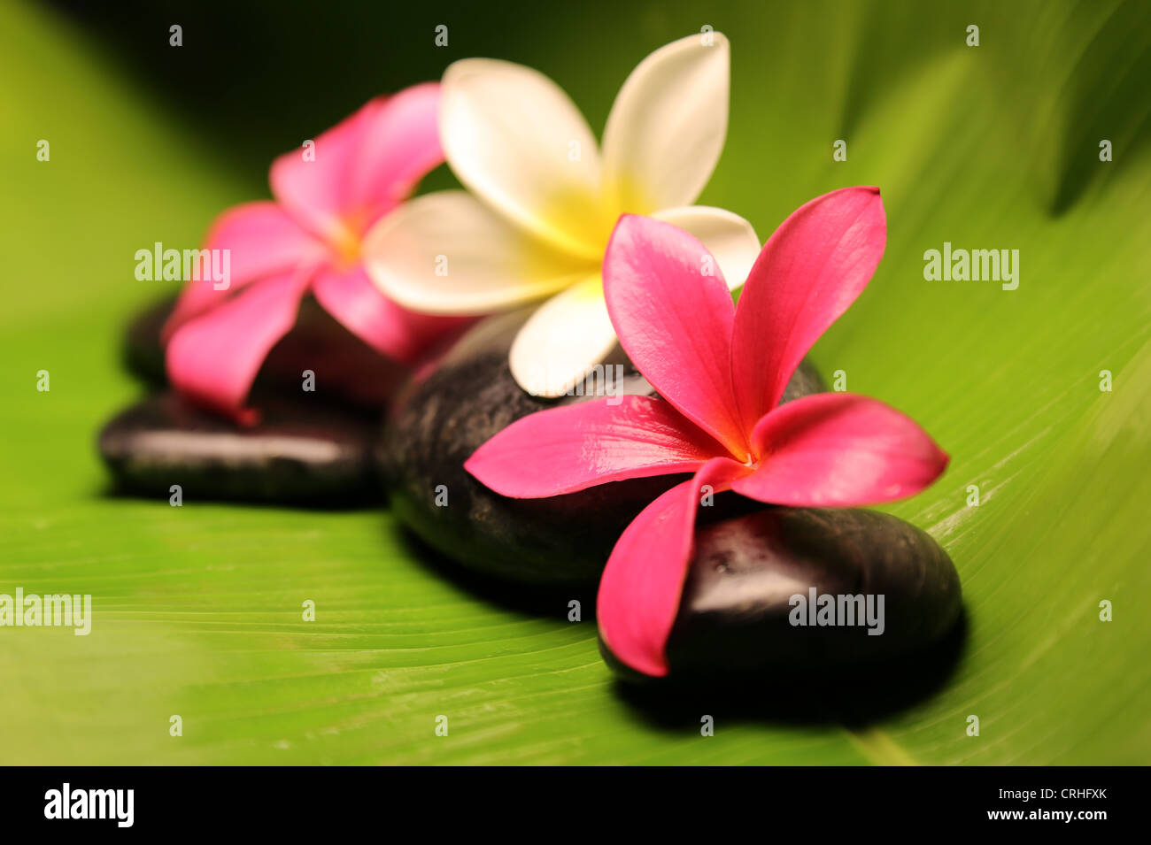 Tres plumeria flores tropicales sobre las piedras negras sentado en una gran hoja verde Fotografía de stock - Alamy Tres plumeria flores tropicales sobre las piedras negras sentado en una gran hoja verde Fotografía de stock - Alamy
