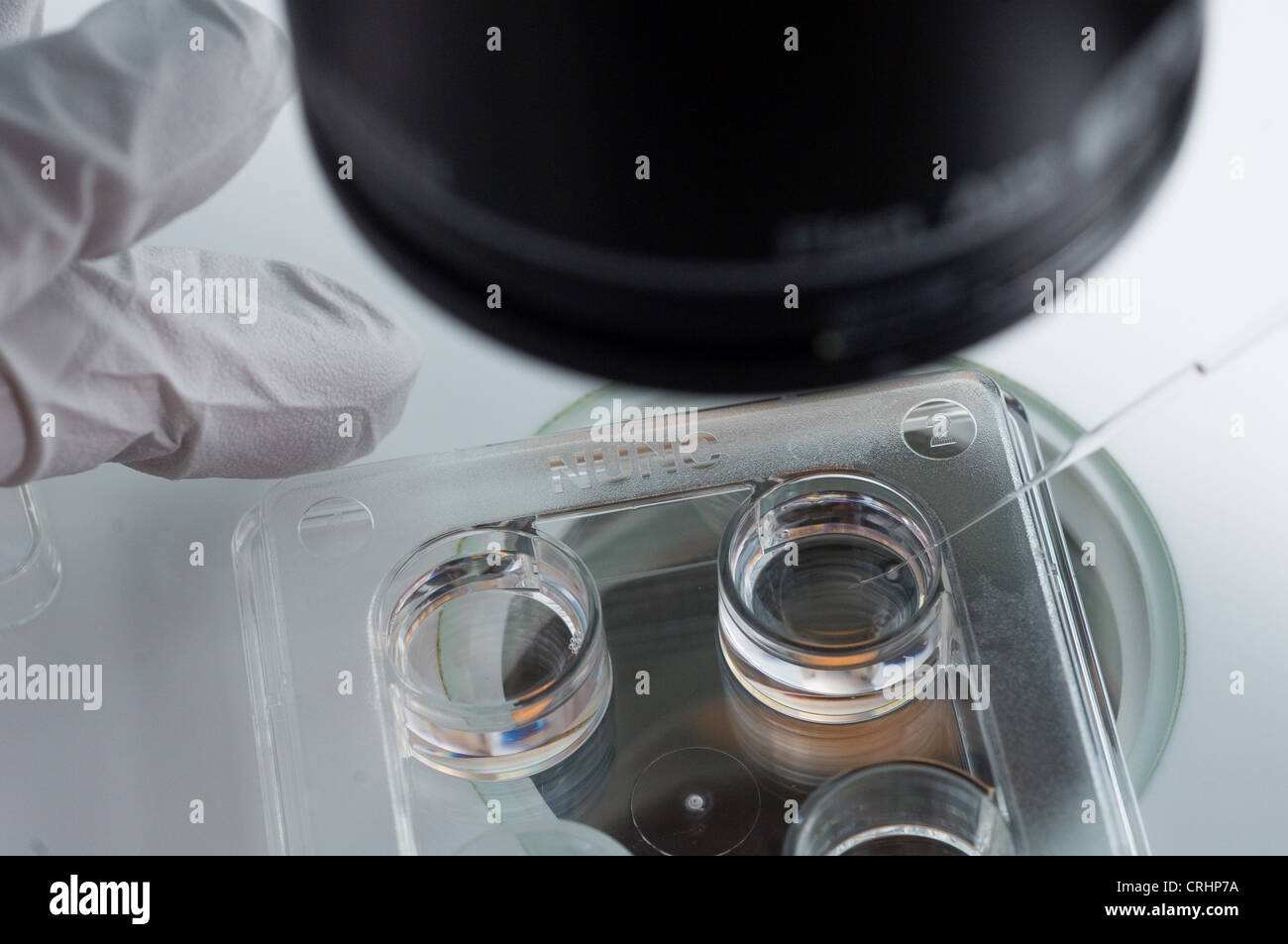 Microscopio clínica de fertilidad la fertilización del huevo Foto de stock