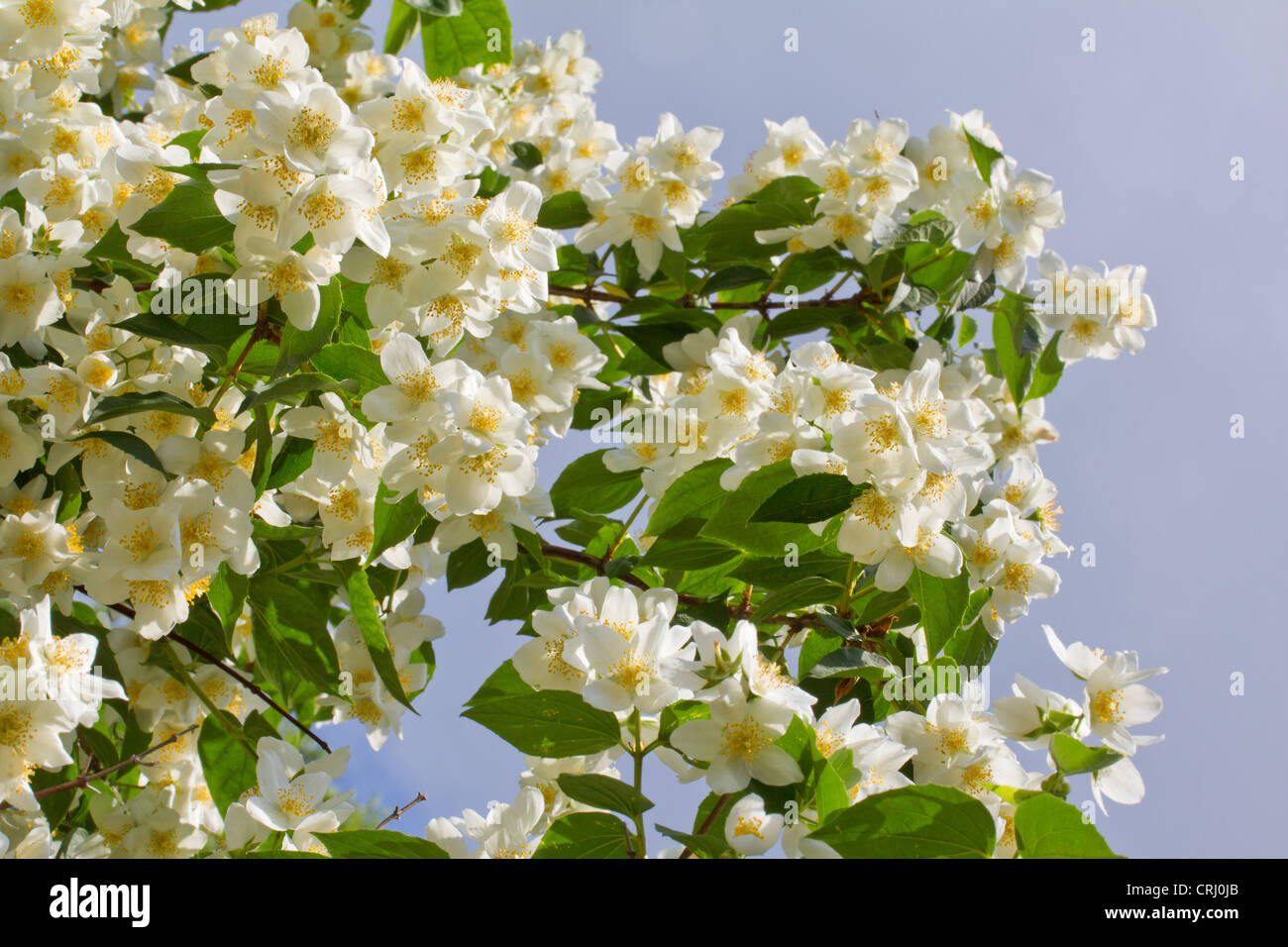 Jasmine flower with blue sky fotografías e imágenes de alta resolución -  Alamy