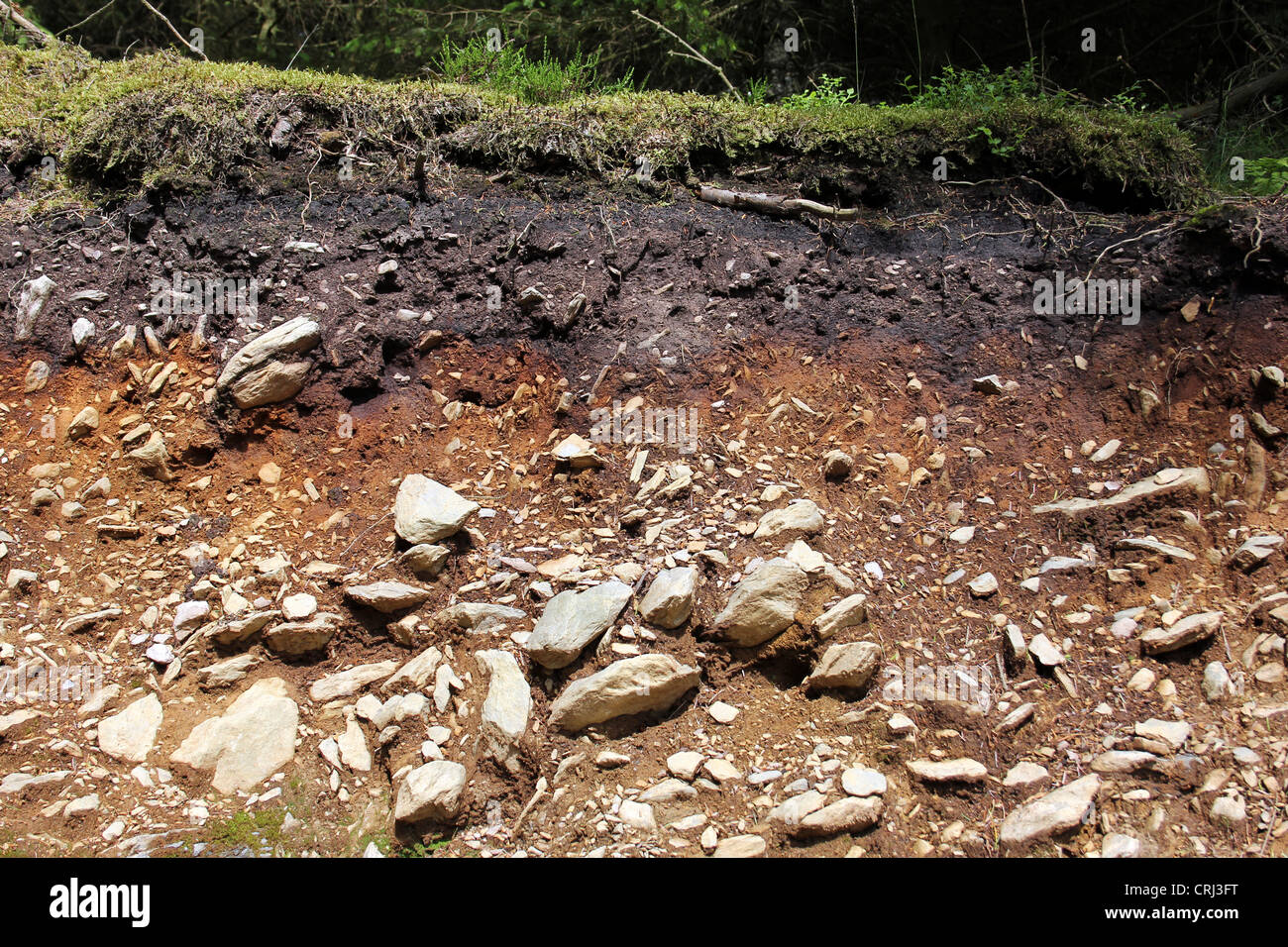 El perfil del suelo en bosques de coníferas Foto de stock