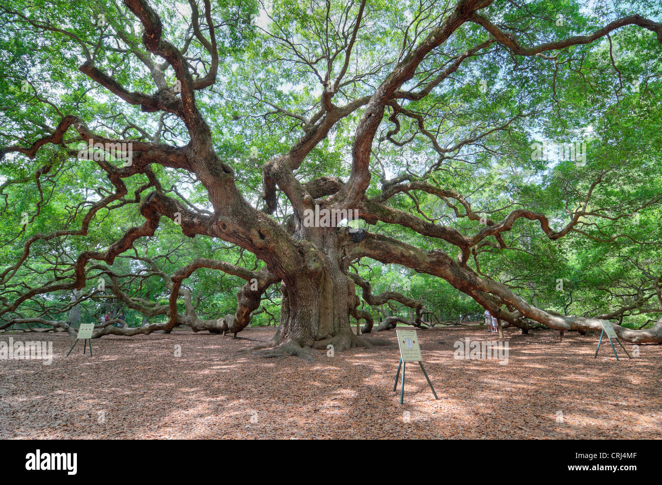Angel Oak en Charleston, SC es un Live Oak se dice que es el organismo vivo más antiguo al este del río Mississippi. Foto de stock