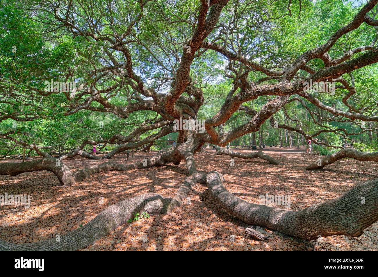 Angel Oak en Charleston, SC es un Live Oak se dice que es el organismo vivo más antiguo al este del río Mississippi. Foto de stock