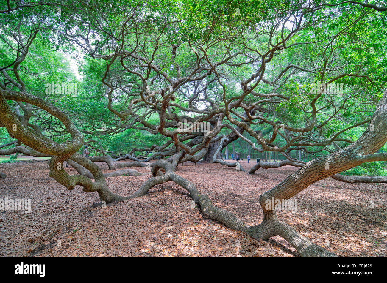 Angel Oak en Charleston, SC es un Live Oak se dice que es el organismo vivo más antiguo al este del río Mississippi. Foto de stock