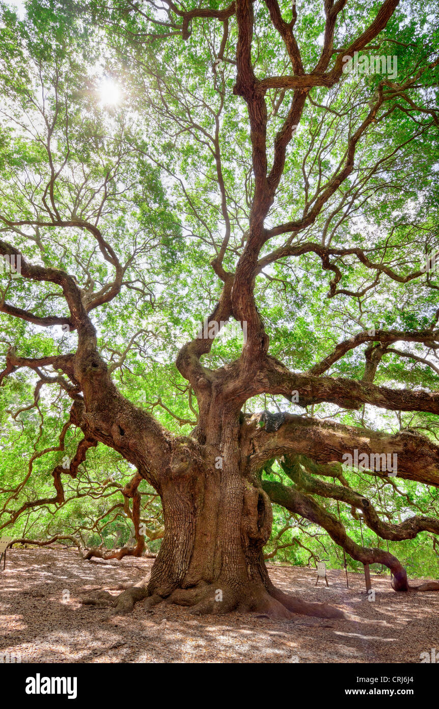 Angel Oak en Charleston, SC es un Live Oak se dice que es el organismo vivo más antiguo de la zona oriental de Estados Unidos. Foto de stock