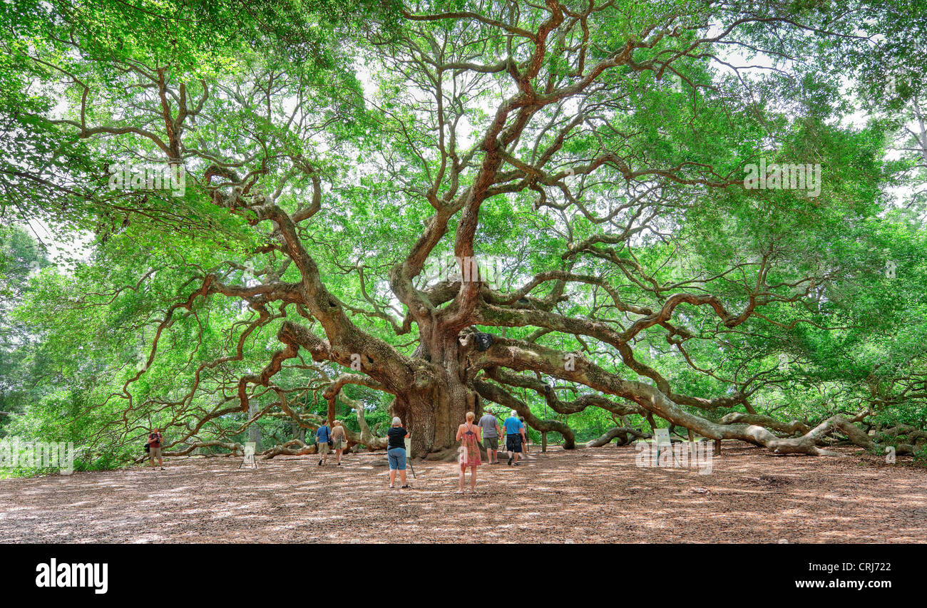 Angel Oak en Charleston, SC es un Live Oak se dice que es el organismo vivo más antiguo al este del río Mississippi. Foto de stock