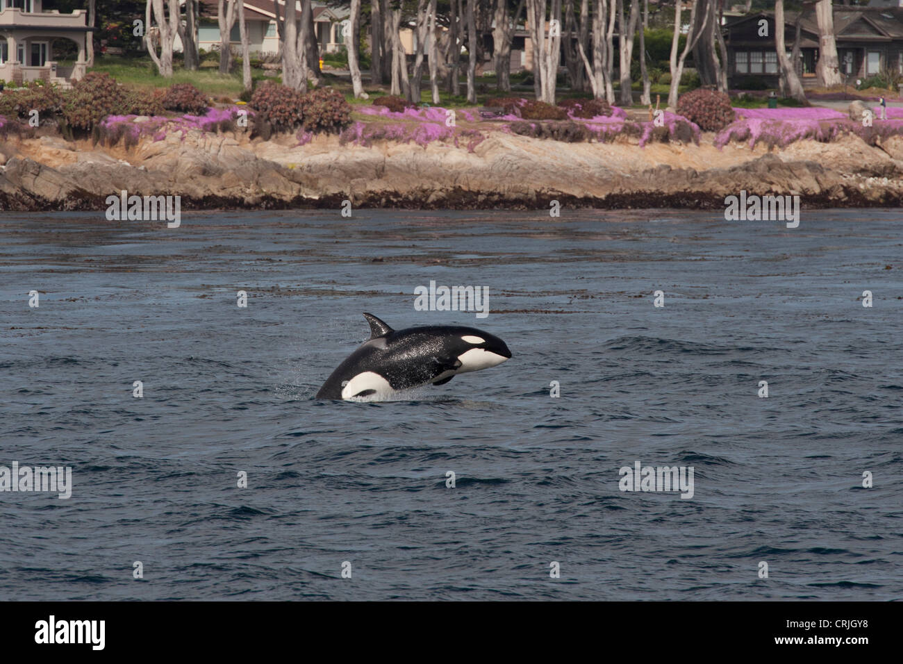 Orca transitoria/Orca (Orcinus orca). Porpoising menores. Monterey, California, en el Océano Pacífico. Foto de stock