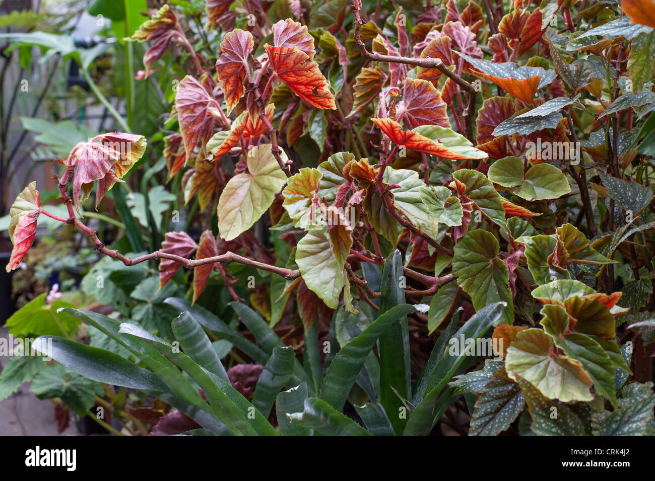 Un ala de ángel en macetas begonia (Begonia aconitifolia × B. coccinea)  Begonia caña Fotografía de stock - Alamy
