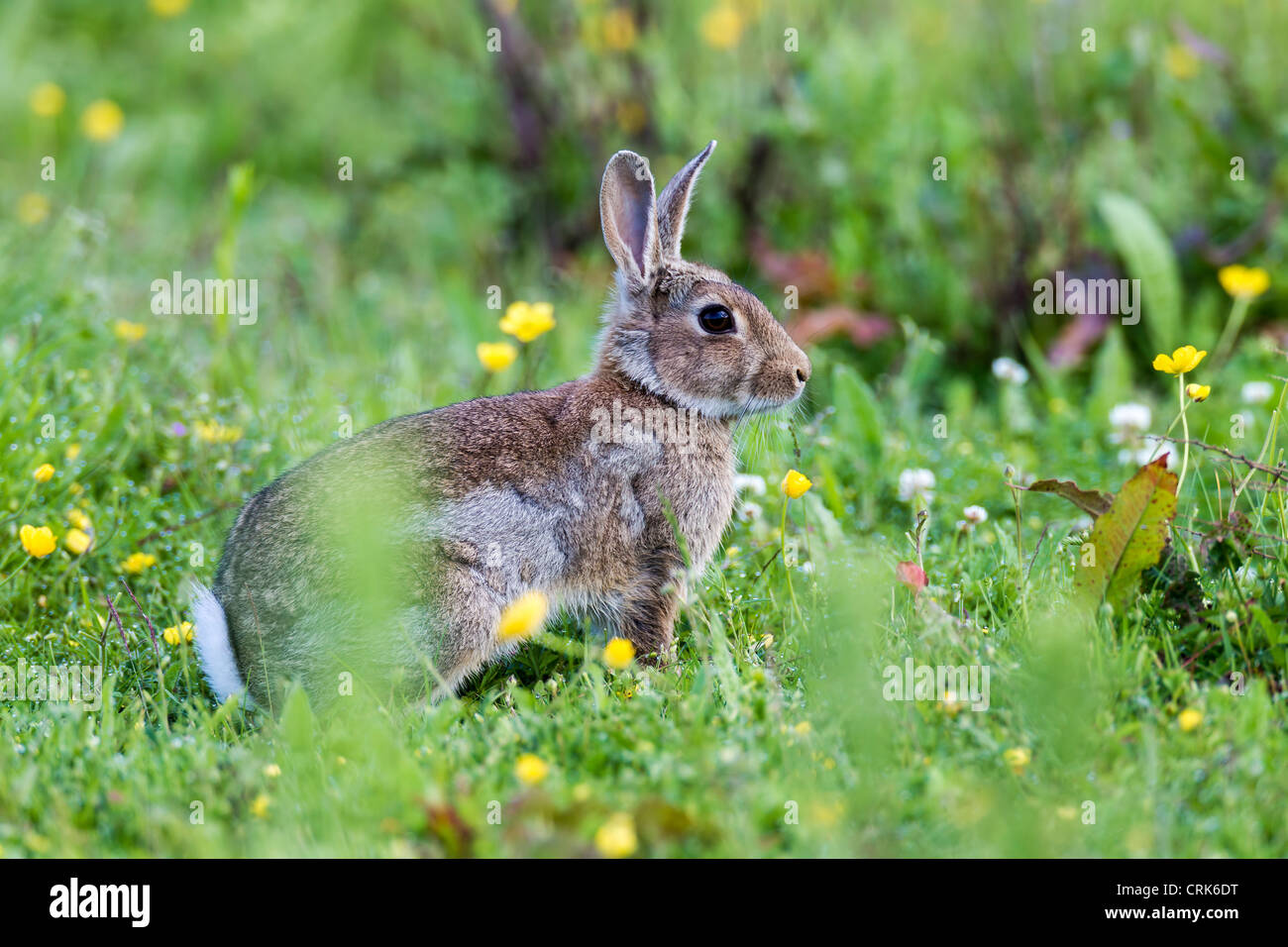 Conejo. Oryctolagus cuniculus (Lagomorpha) Foto de stock