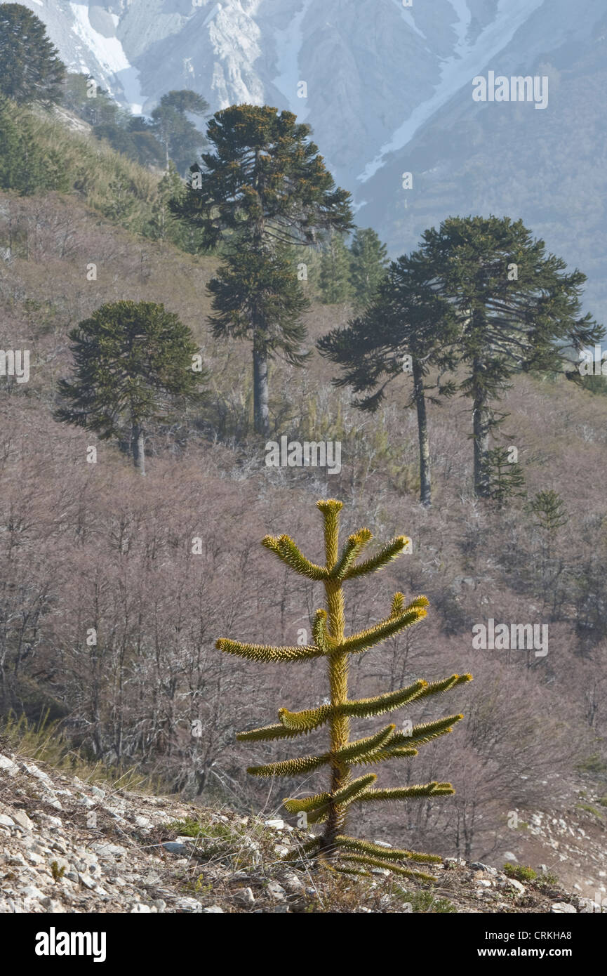 Árbol de araucarias (Araucaria araucana) hábitat árbol joven en primer plano, cerca del lago Moquehue Neuquén Argentina América del Sur Foto de stock