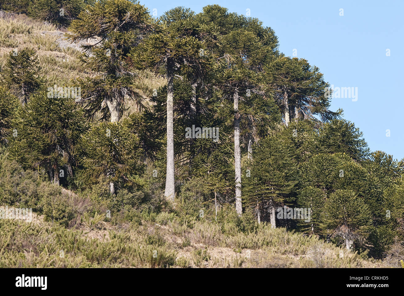 Araucaria (Araucaria araucana) arboleda de la provincia de Neuquén, Argentina, Sudamérica Diciembre Foto de stock