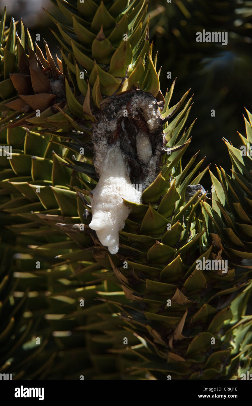 Araucaria (Araucaria araucana) resina tiene propiedades medicinales. Foto de stock