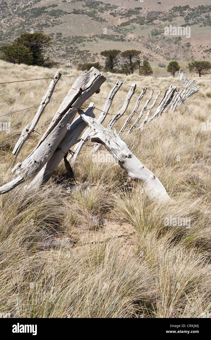 La estepa de esgrima y araucarias (Araucaria araucana) en el fondo Neuquén Argentina Foto de stock