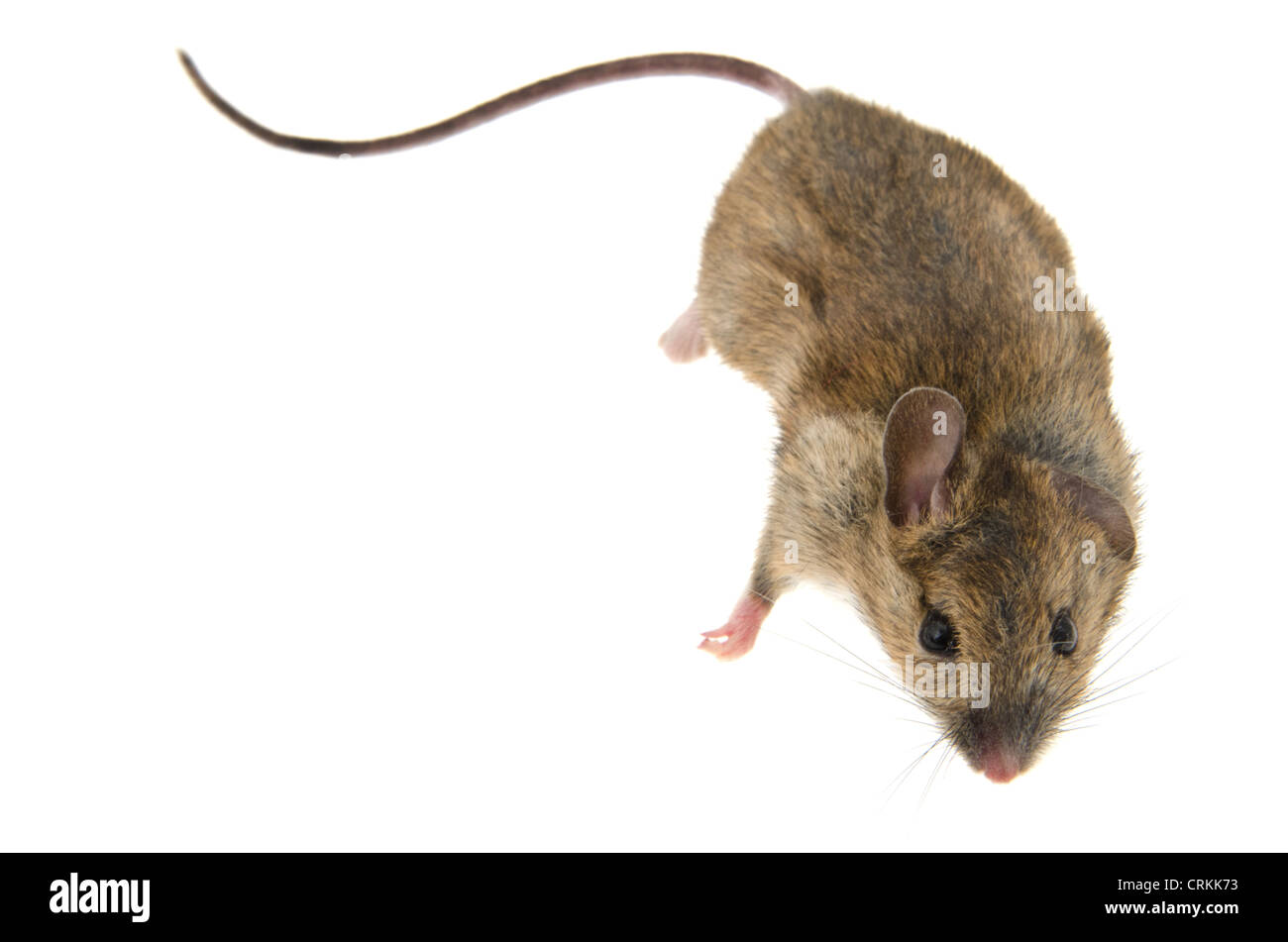 Casa del ratón (Mus musculus) - Foto de estudio Foto de stock