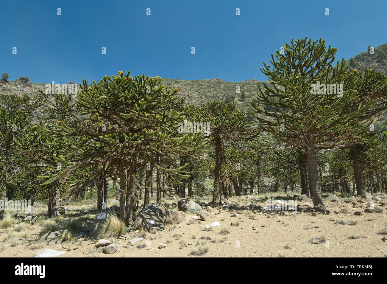 Árbol de araucarias (Araucaria araucana) Grove Road 23 desde San Martín a Alumine Neuquen Argentina Sudamérica Octubre Foto de stock
