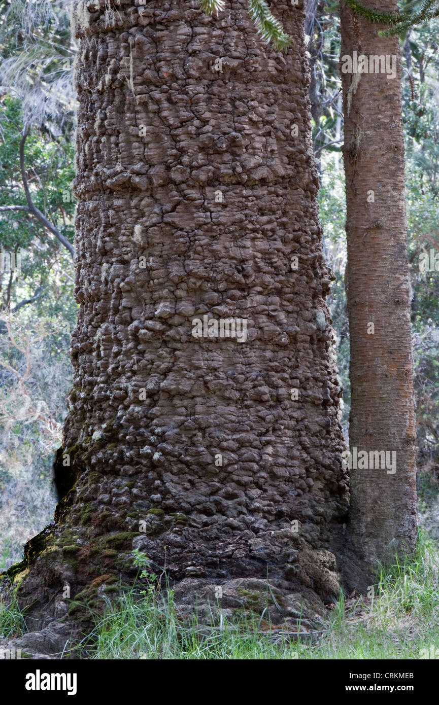 Árbol de araucarias (Araucaria araucana) los troncos de los árboles de diferentes edades Lago Curruhue shore Auracaria Bosque Parque Nacional Lanín Foto de stock