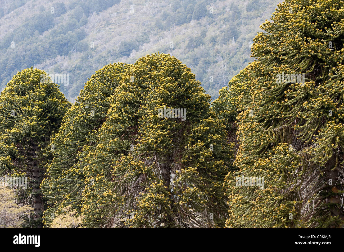 Árboles de araucaria (Araucaria araucana) con conos de flores masculinas y femeninas del Parque Nacional Lanín provincia de Neuquén Argentina Foto de stock