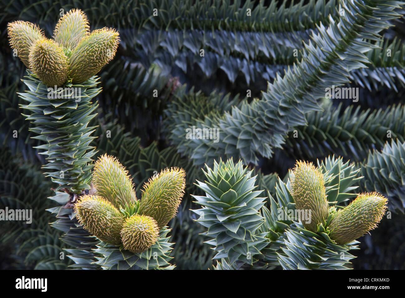 Árboles de araucaria (Araucaria araucana) cerca de los conos de polen masculino Paimún Parque Nacional Lanín provincia de Neuquén Foto de stock