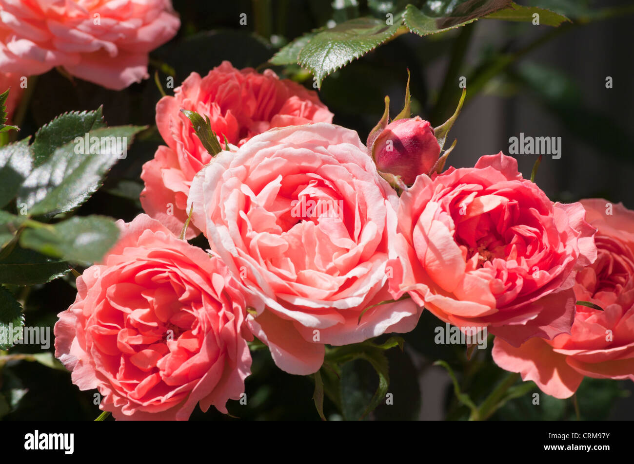 Dulces sueños Patio de albaricoque rosas rosas Foto de stock