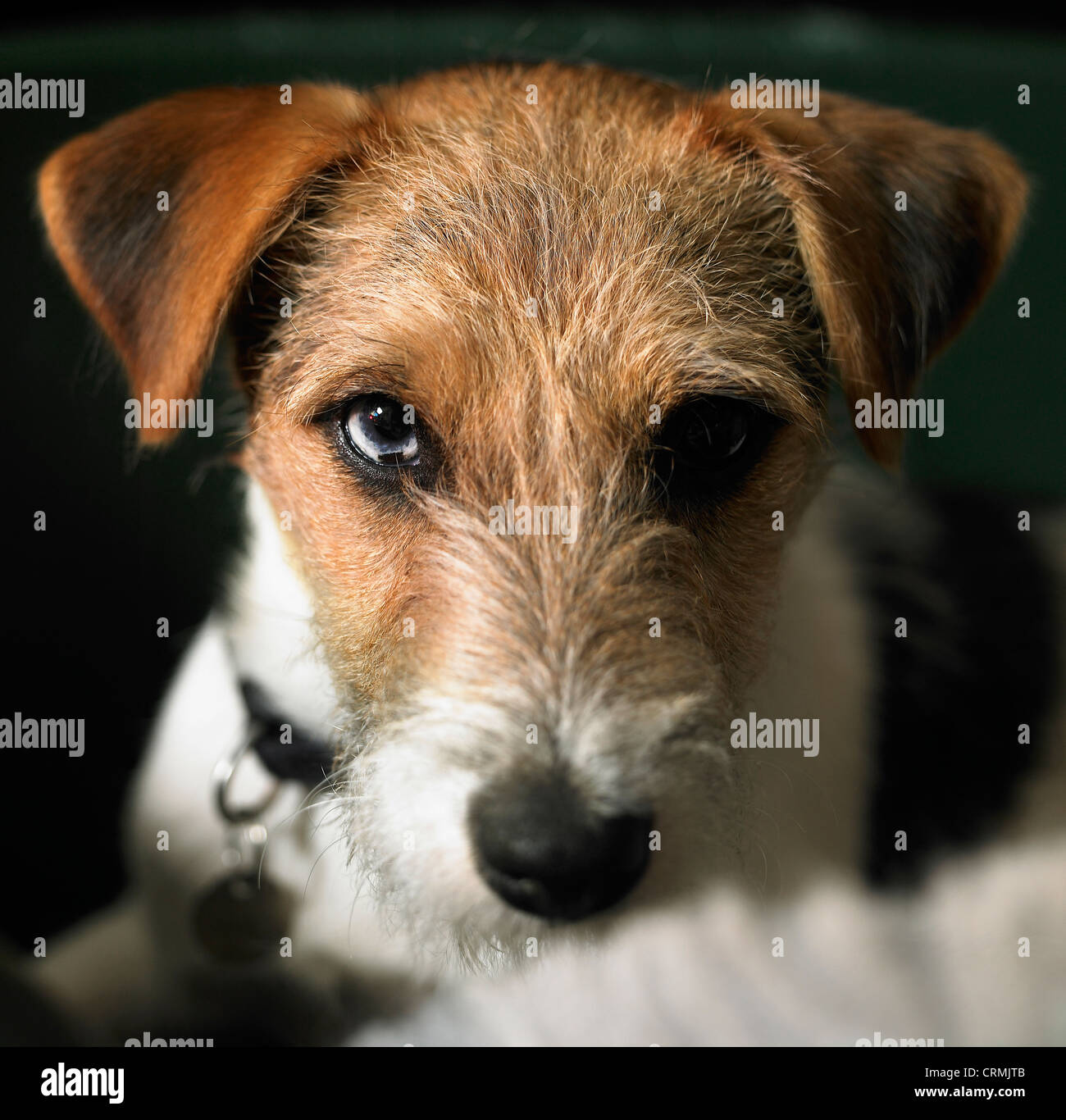 Un Parson Russell terrier perro con intensa expresión Foto de stock