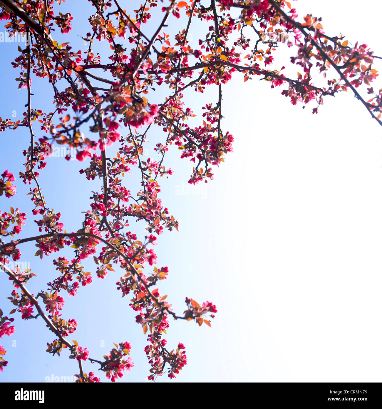 Mirando hacia arriba a las ramas hermoso lleno de flores de cerezo rosa colgando de un árbol en la temporada de primavera. Foto de stock