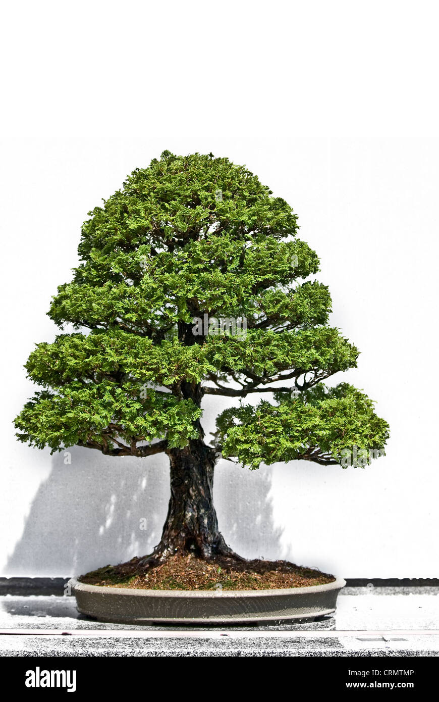 Bonsai competition fotografías e imágenes de alta resolución - Alamy