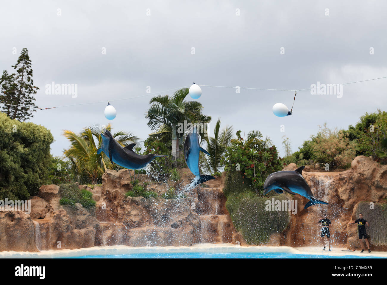 Tres delfines saltando fuera del agua en el Parque Loro Foto de stock
