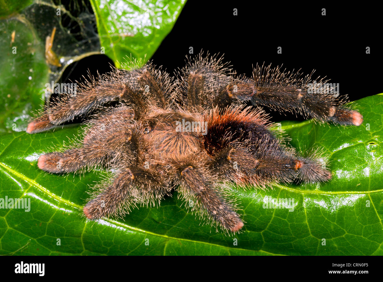 Tarantula en una hoja en el sotobosque de la selva, Ecuador Foto de stock