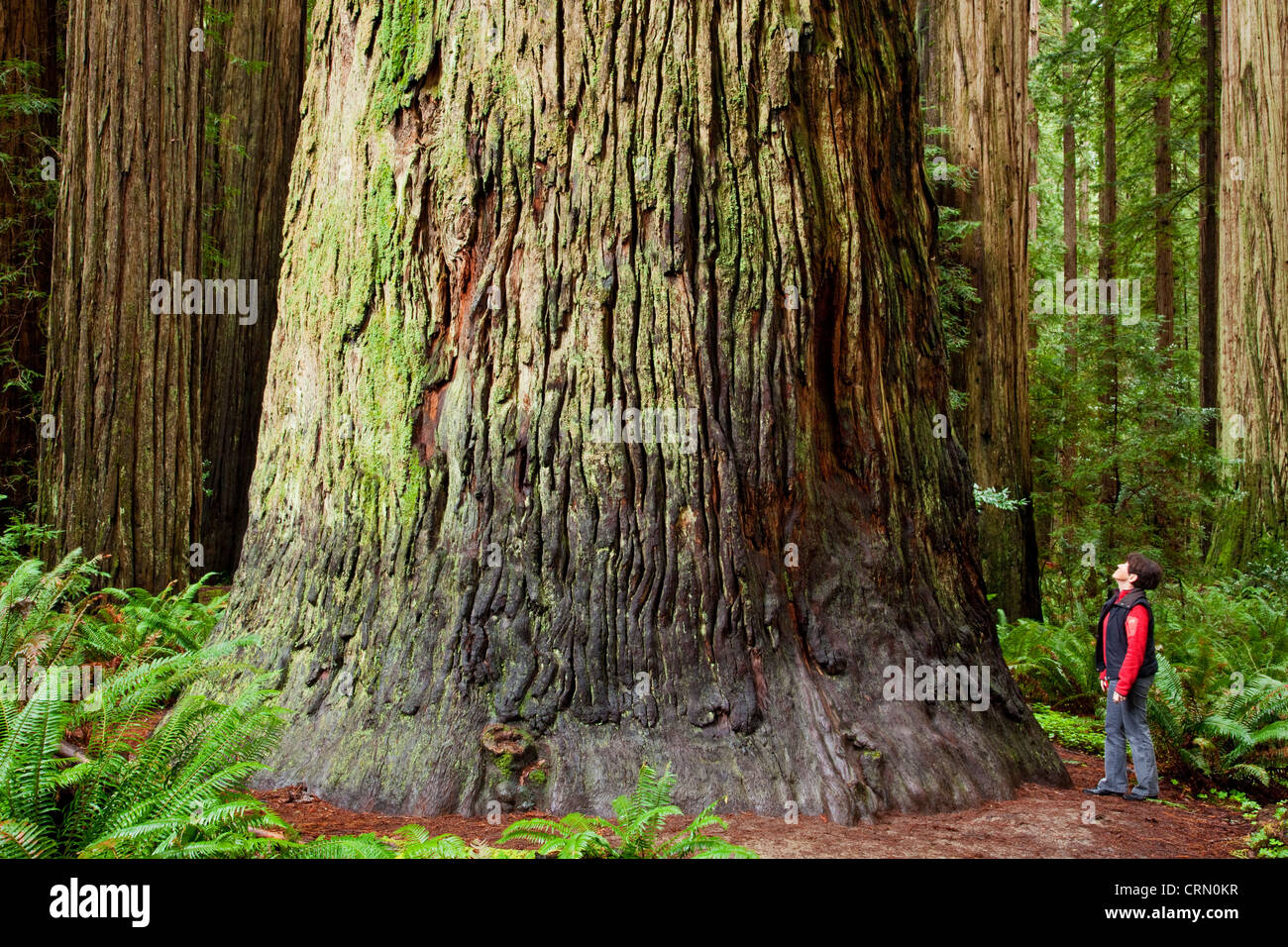 Las secoyas gigantes de costera en Jedediah Smith Redwoods State Park, California. Foto de stock