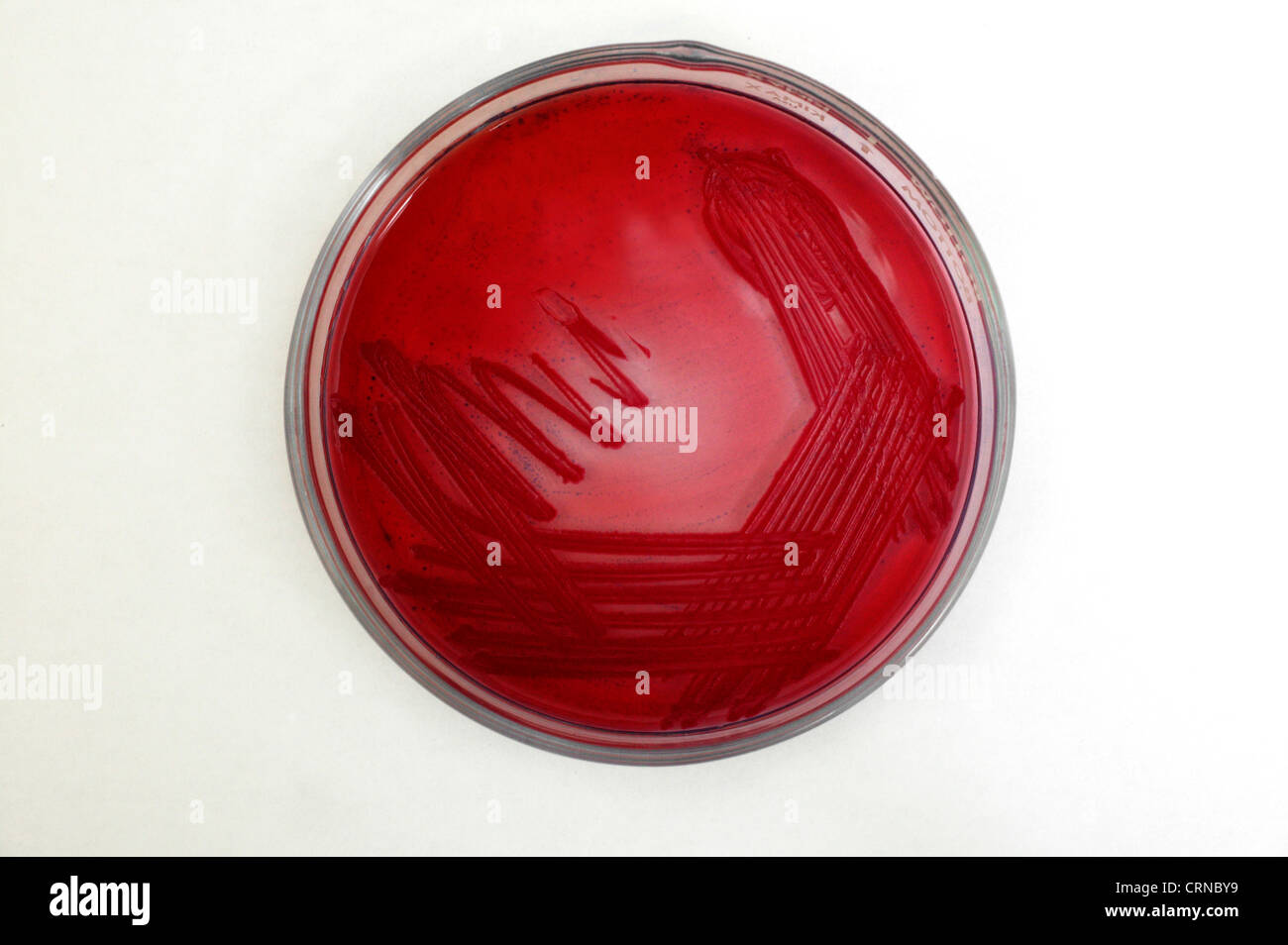 Algar plato lleno de bacterias rojo Foto de stock