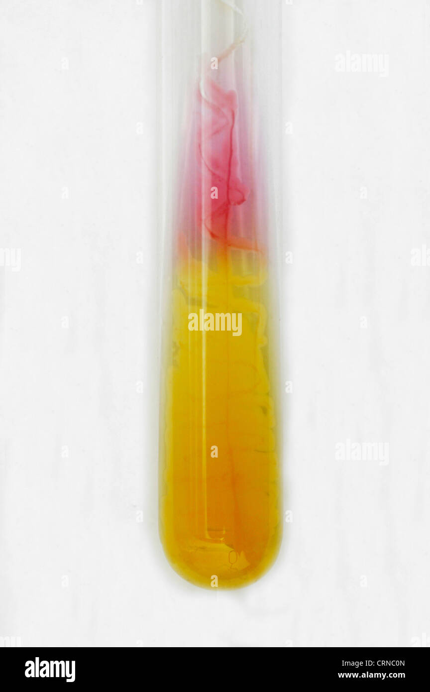 Tubo de ensayo de vidrio conteniendo un líquido amarillo desconocido. Foto de stock