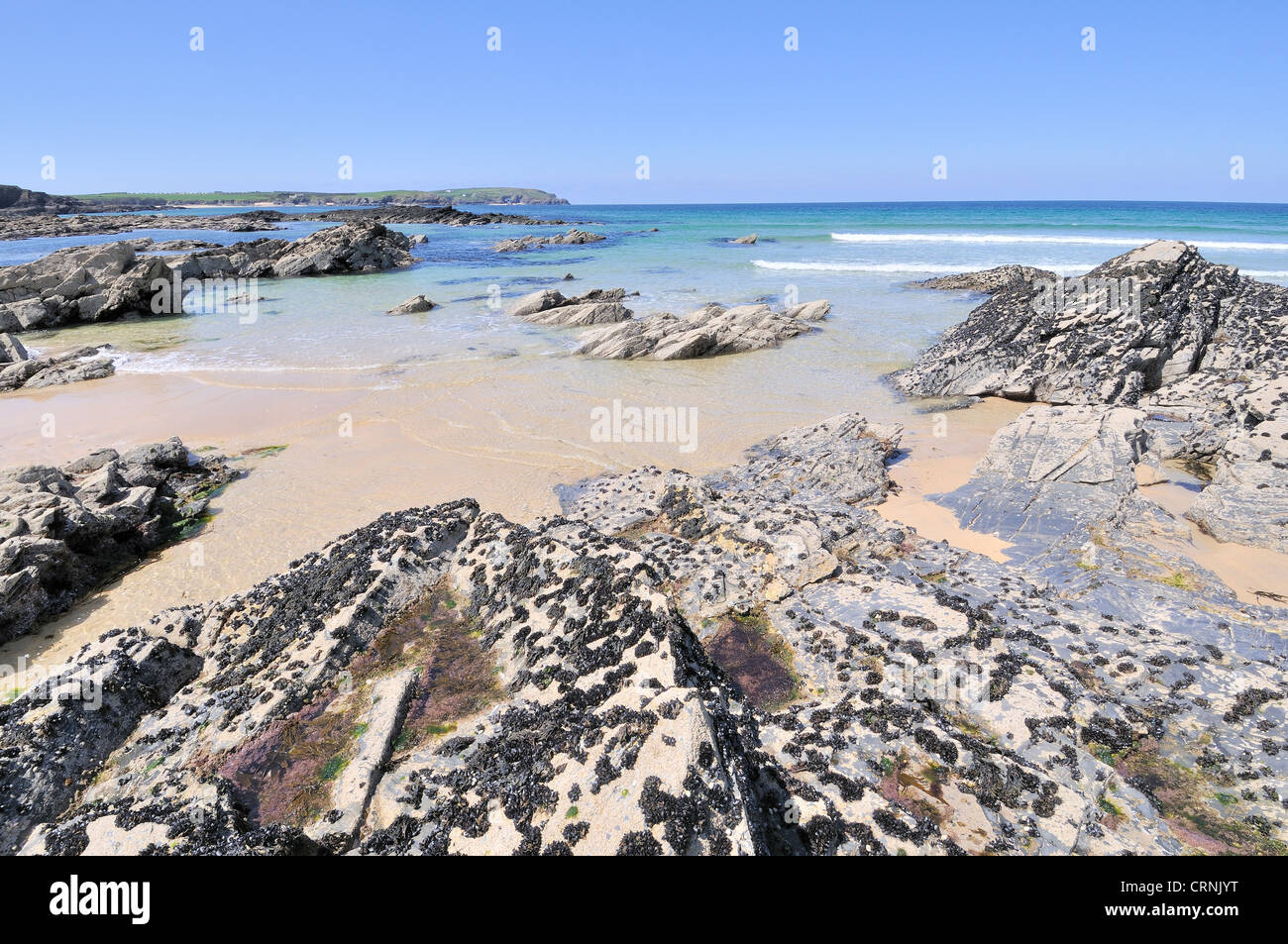 Playa con comunes de mejillones (Mytilus edulis) adjunta a las rocas durante la marea baja en la bahía de Constantino. Foto de stock