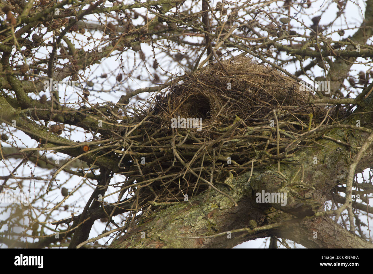 Nido de ardilla arboles nidos fotografías e imágenes de alta resolución -  Alamy