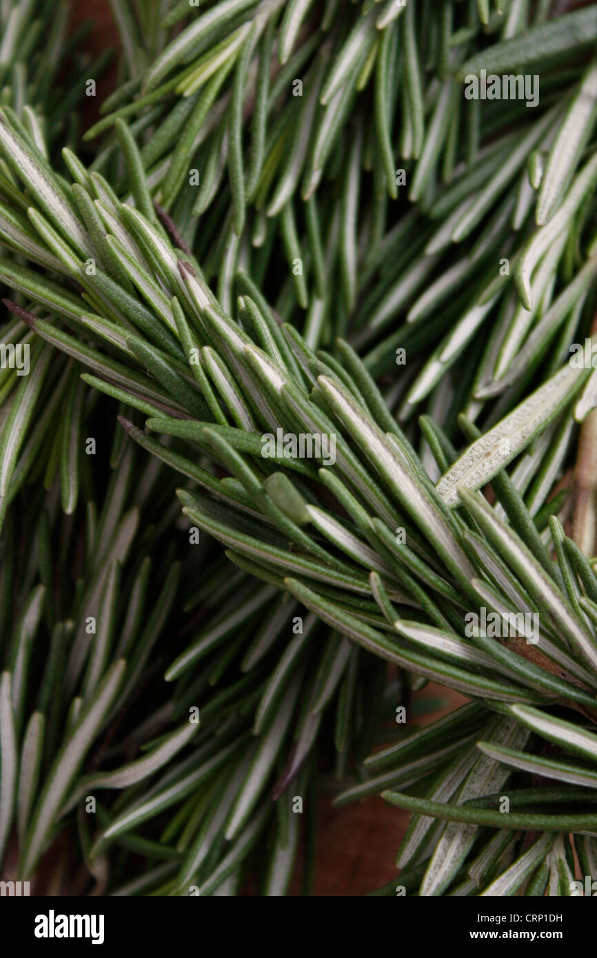 Fragante romero hierbas aislado en blanco Foto de stock