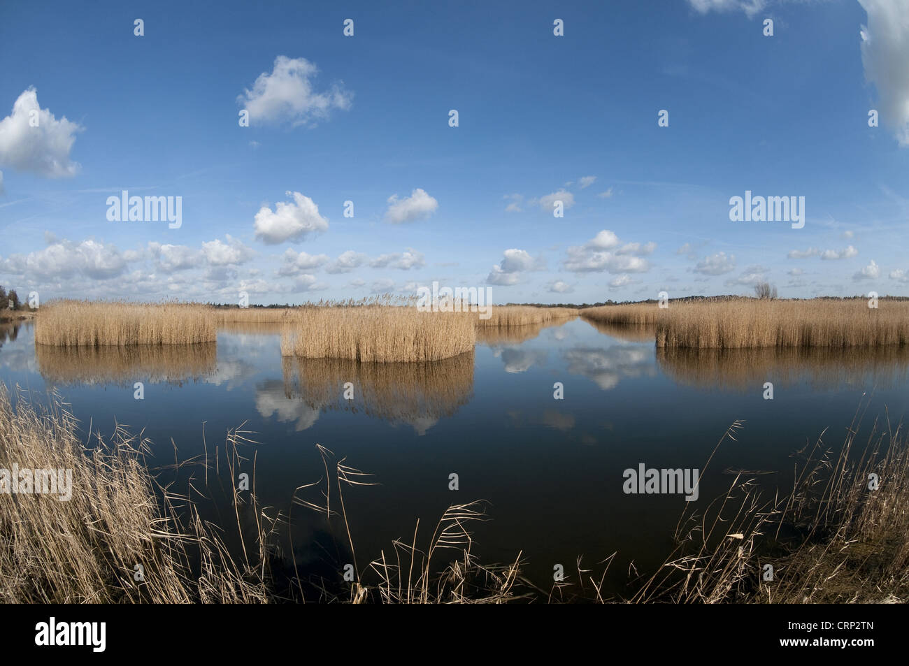 Vista de aguas abiertas y hábitat, Strumpshaw reedbed Fen Reserva RSPB, Río Yare, Los Broads N.P., Norfolk, Inglaterra, febrero Foto de stock
