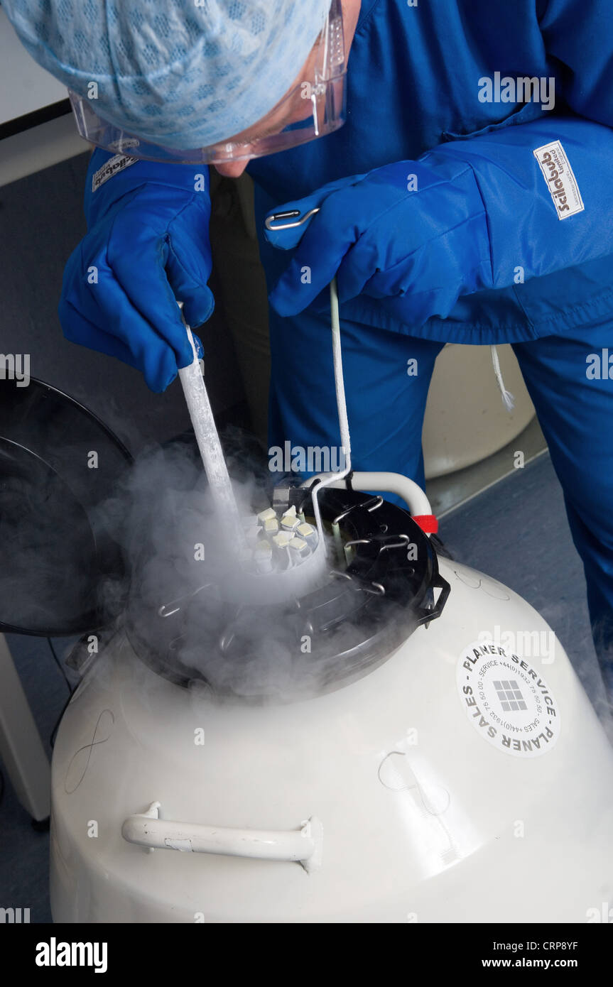 Los embriones se almacenan en nitrógeno líquido para congelar para utilizarlas posteriormente Foto de stock