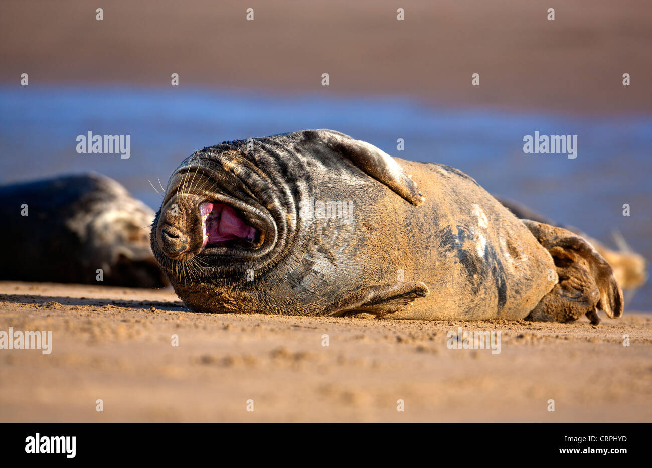 Atlántico norte focas grises (Halichoerus grypus) en un sandflat en la Reserva Natural de Donna Nook. Foto de stock