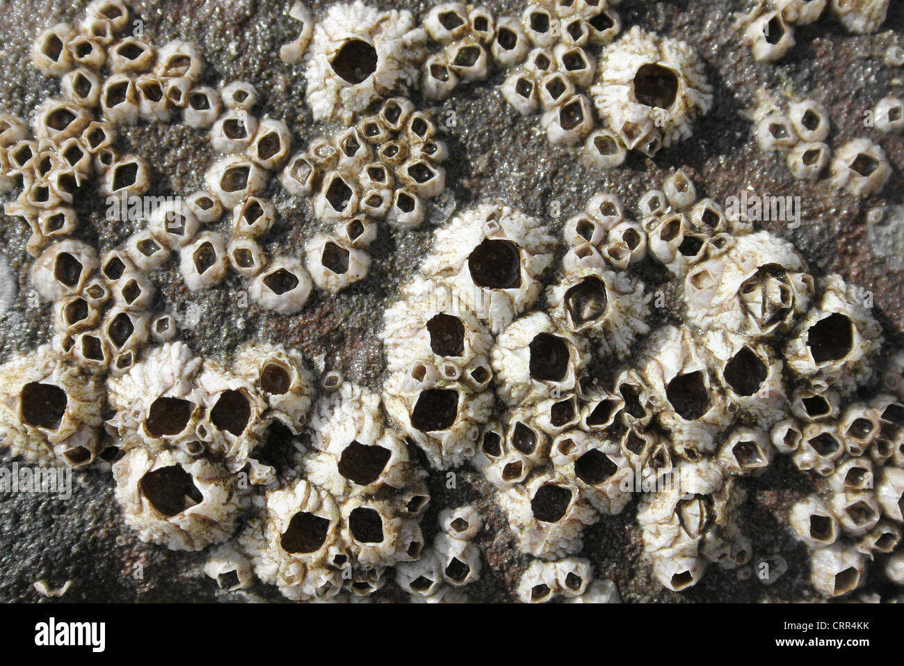 Percebes Semibalanus balanoides Foto de stock
