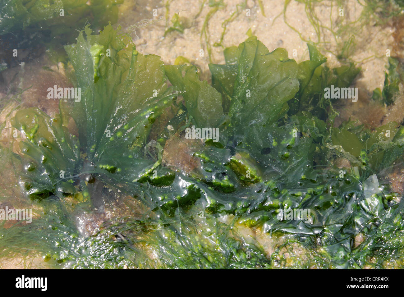 La lechuga de mar Ulva lactuca Foto de stock