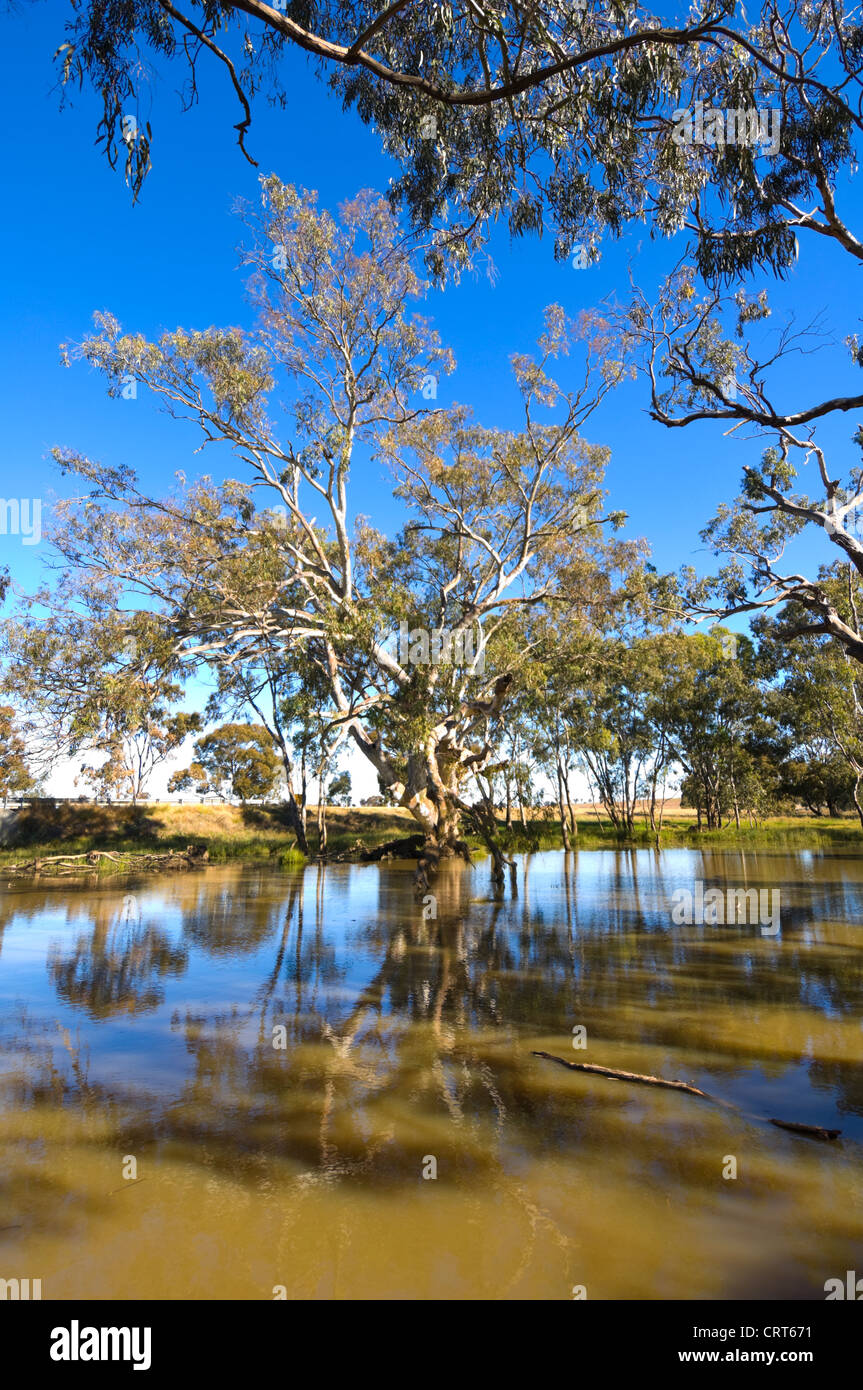 River Red Gum Tree, Bullenbung Creek, cerca de Lockhart, New South Wales, Australia Foto de stock