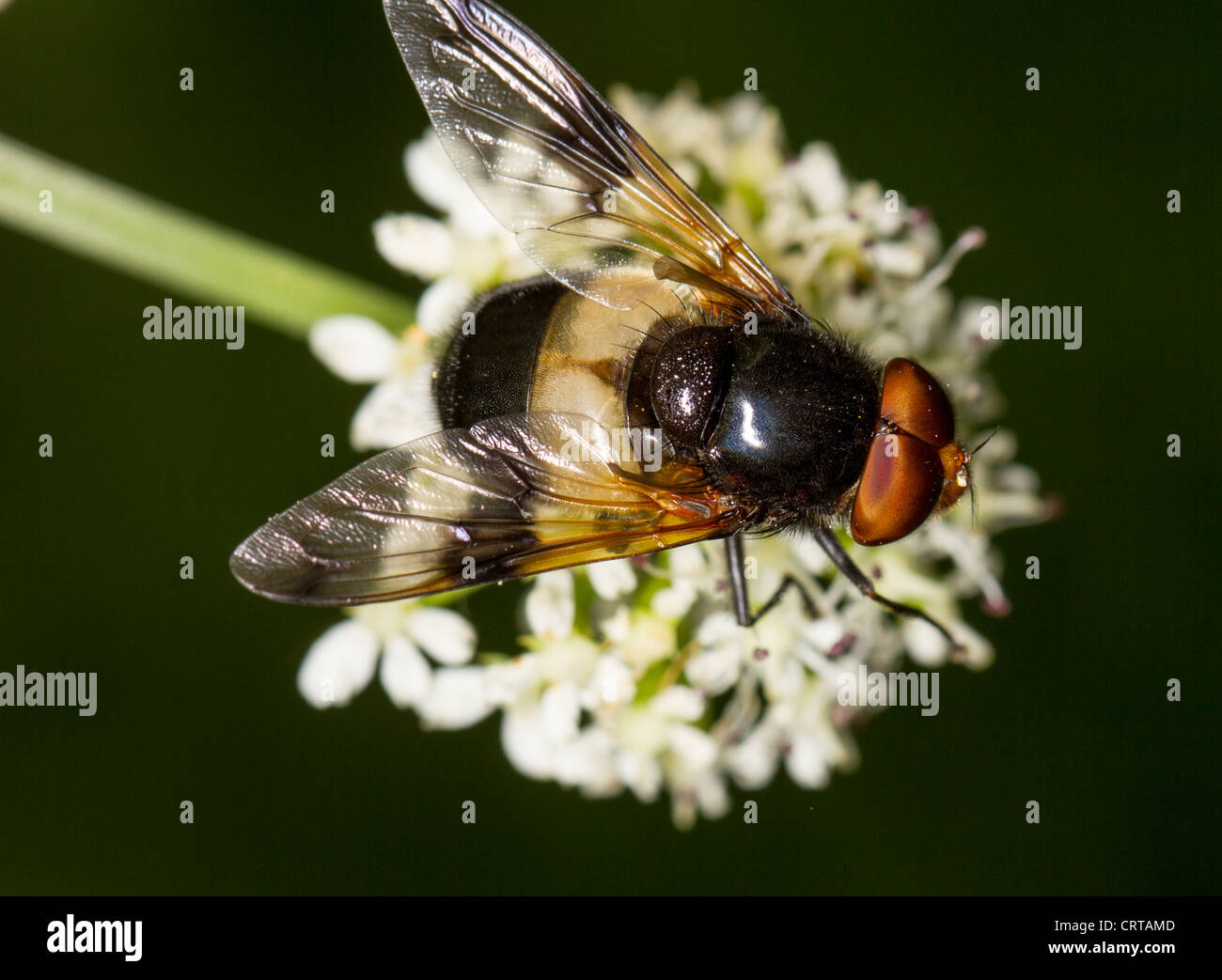 - Volucella pellucens hoverfly pelúcida Foto de stock
