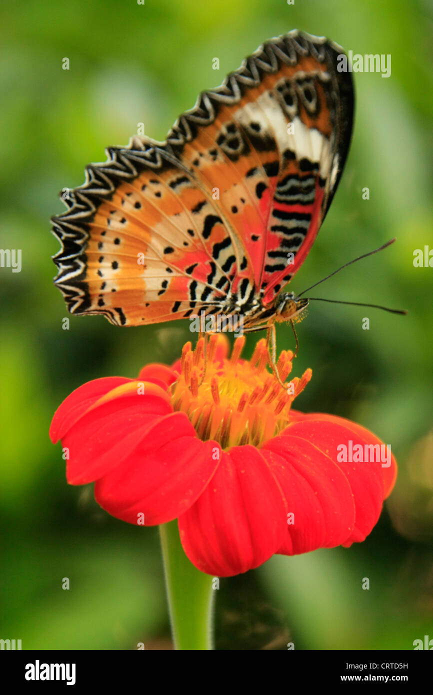 Leopard Lacewing (mariposa Cethosia cyane) en una flor roja Foto de stock