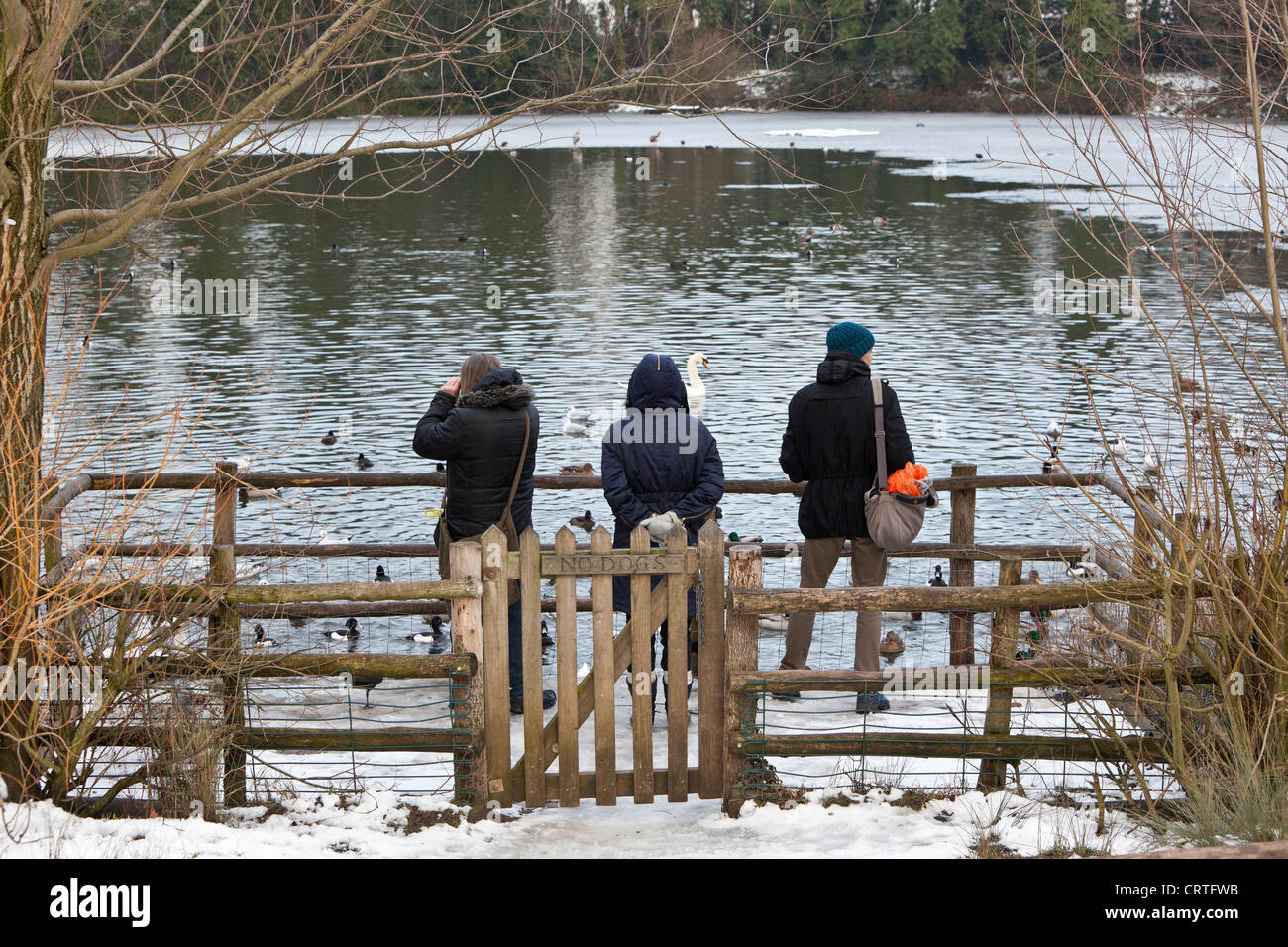 Observador de aves por un estanque en invierno, Hampstead Heath, Londres, Inglaterra, Reino Unido. Foto de stock