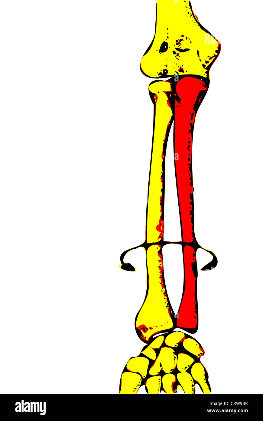 Cuales son el radio y el cúbito fotografías e imágenes de alta