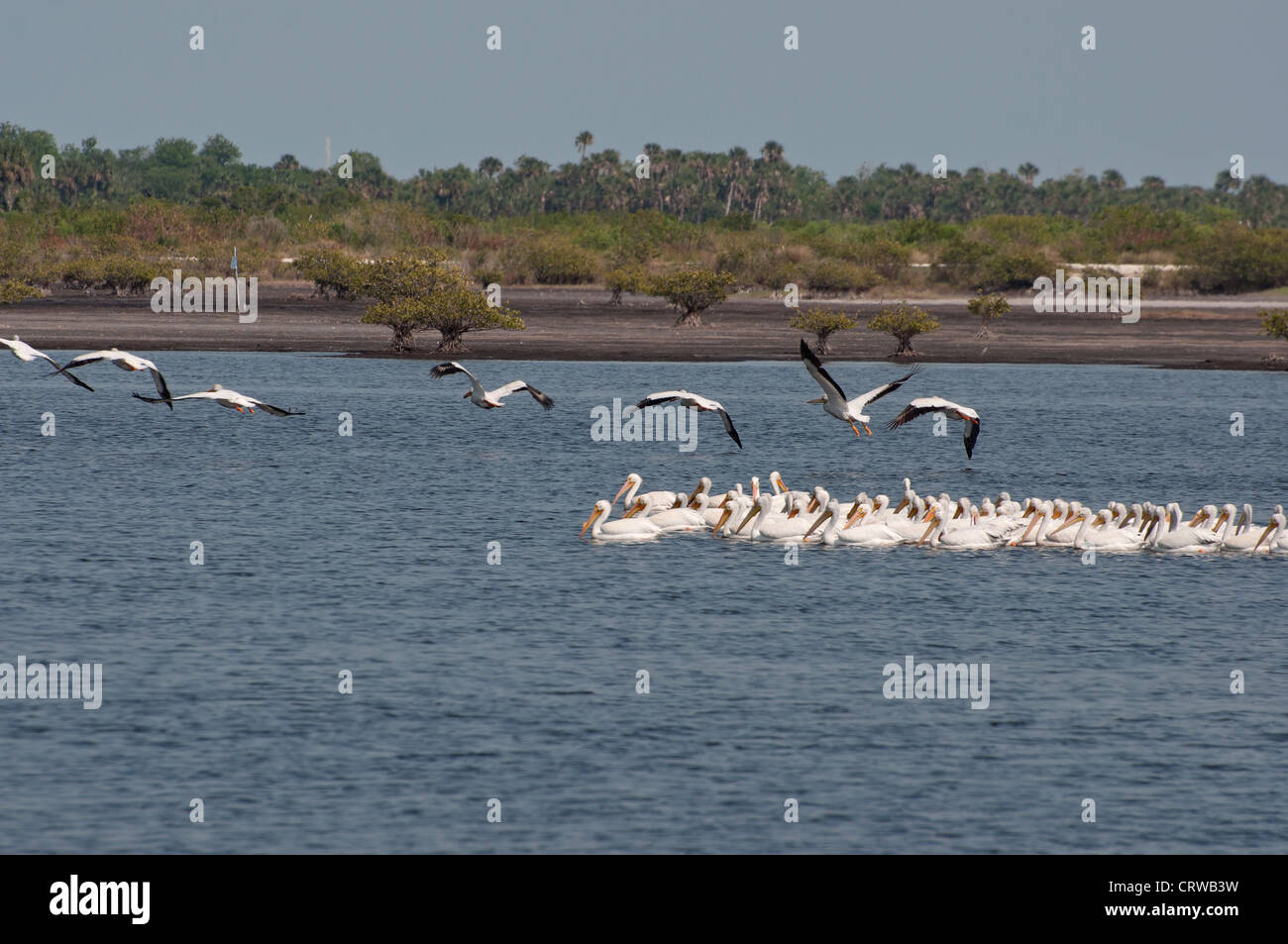 Pelícanos blancos estadounidenses se reúnen en Merritt Island National Wildlife preservar a lo largo de la Costa Espacial de Florida. Foto de stock