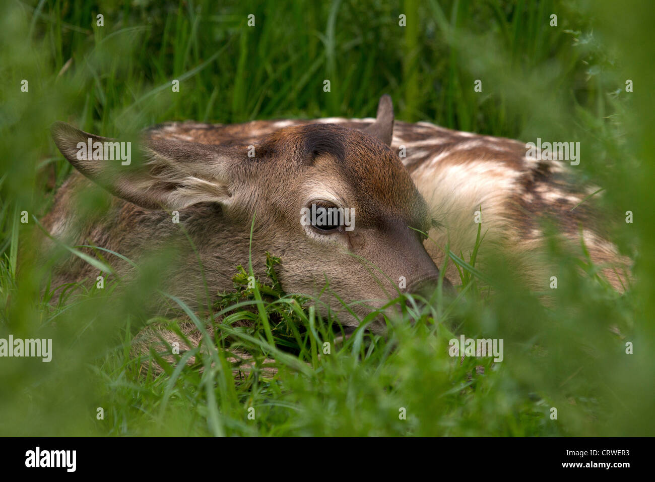 Joven ciervo rojo Cervus elaphus, escondidos en la hierba Foto de stock