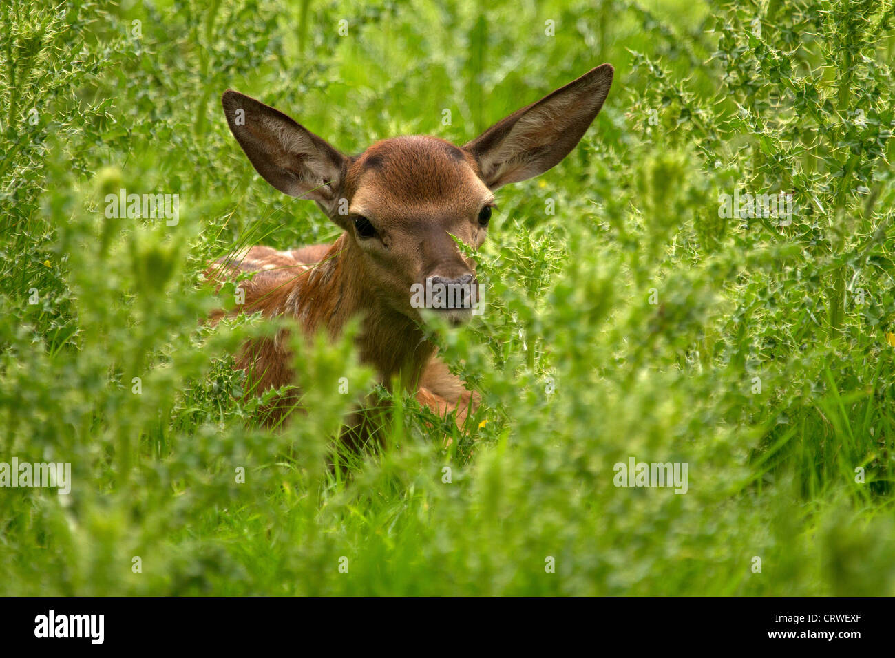 Joven ciervo rojo Cervus elaphus, escondidos en las zarzas Foto de stock