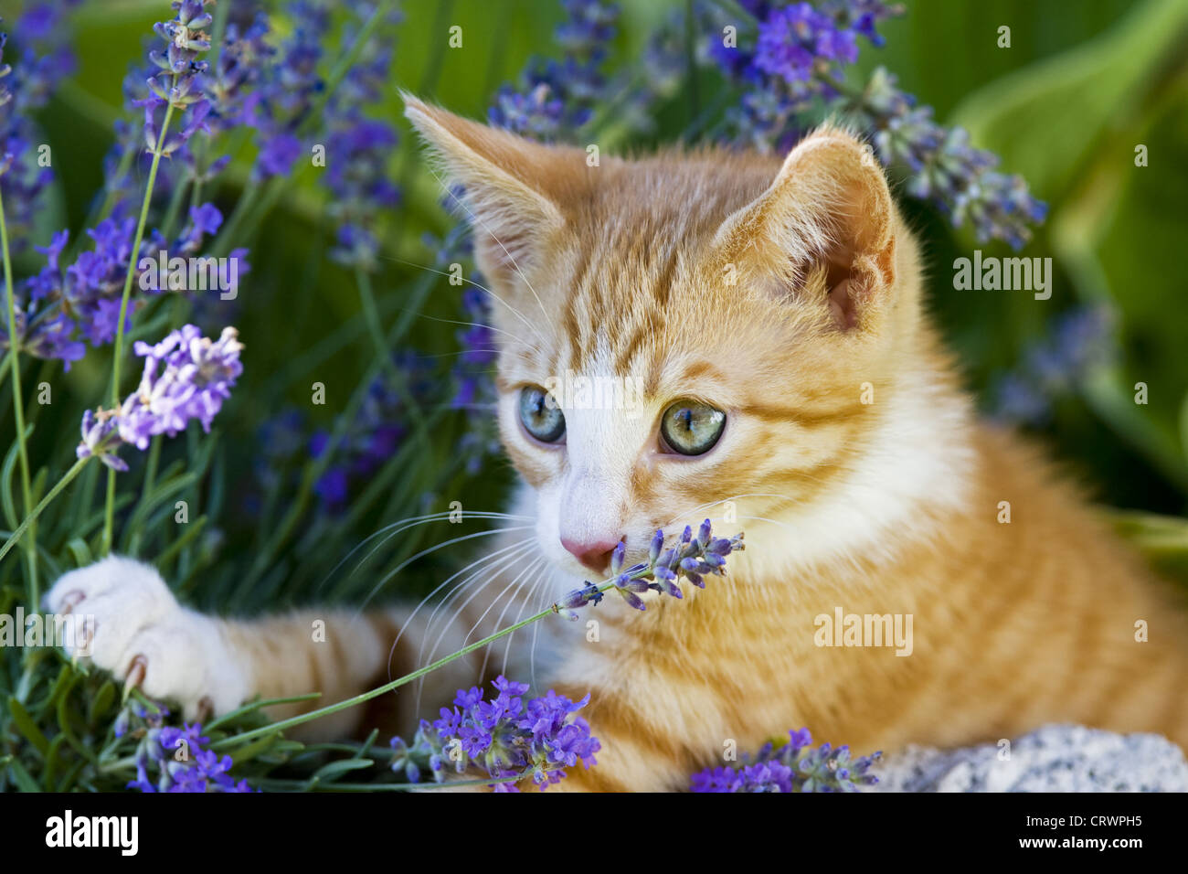 Gatito explorando el jardín Foto de stock